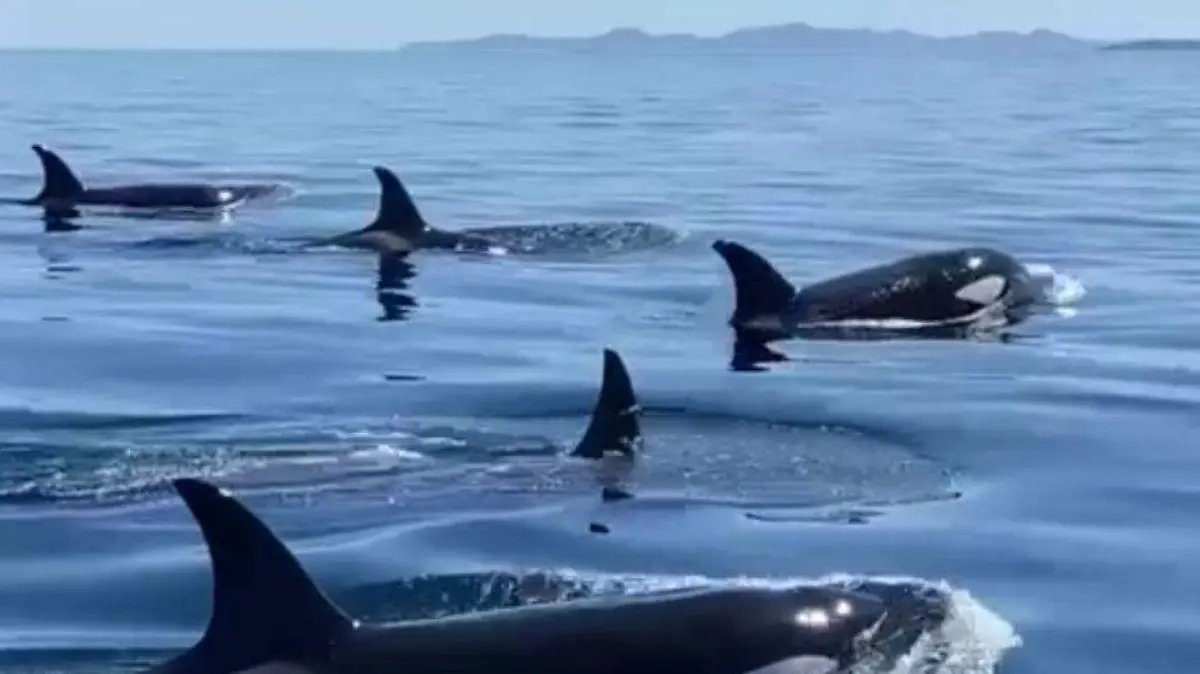 Orcas en loreto